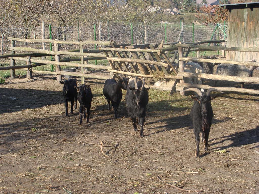 Gospodarstwo Agroturystyczne Ania I Filip Izabelin  Exterior foto
